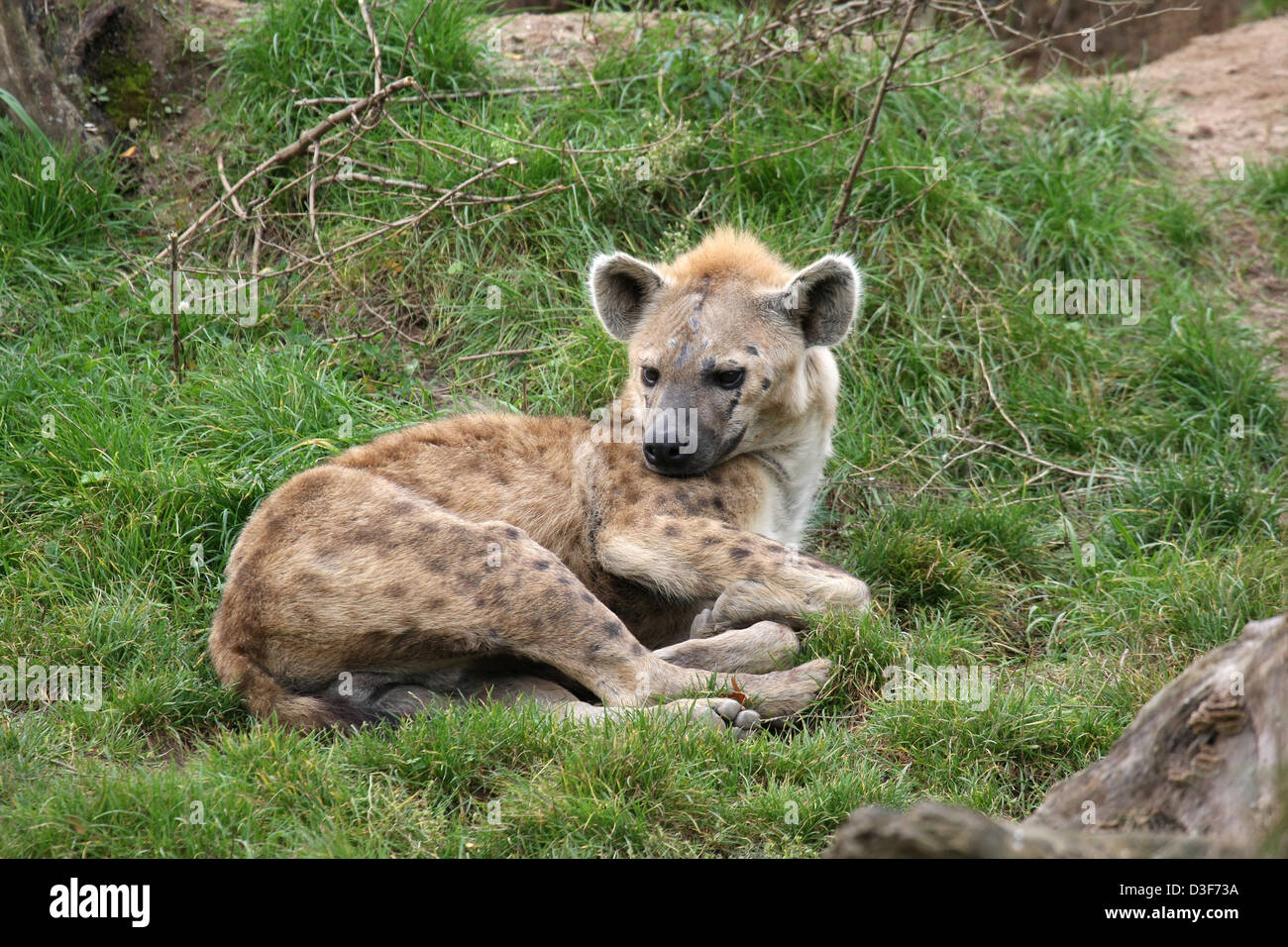 Leipzig, Germany, a Spotted Hyena lying in the grass at the Leipzig Zoo Stock Photo