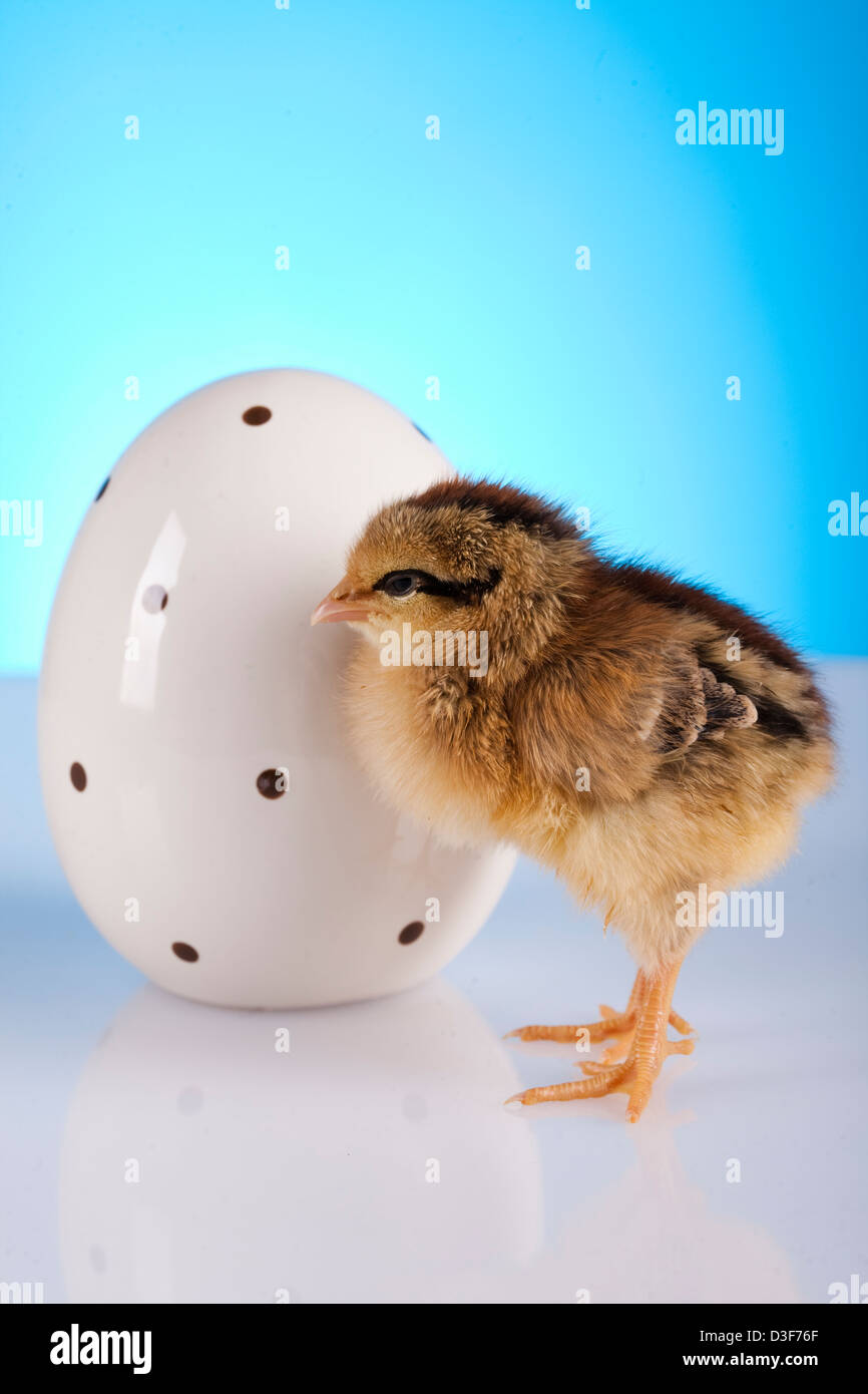Easter young chick and egg Stock Photo