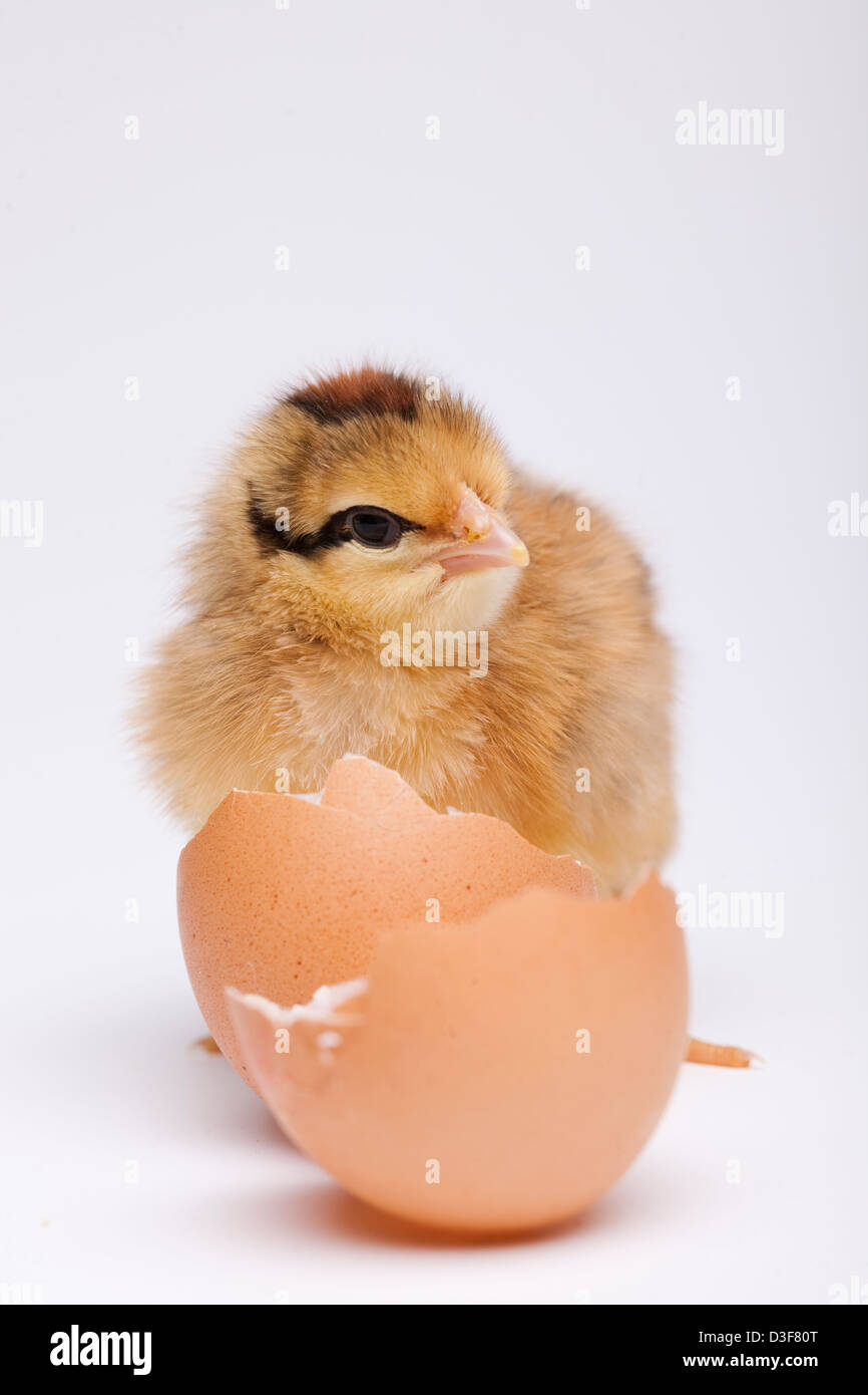 Chick and Eggs Stock Photo - Alamy
