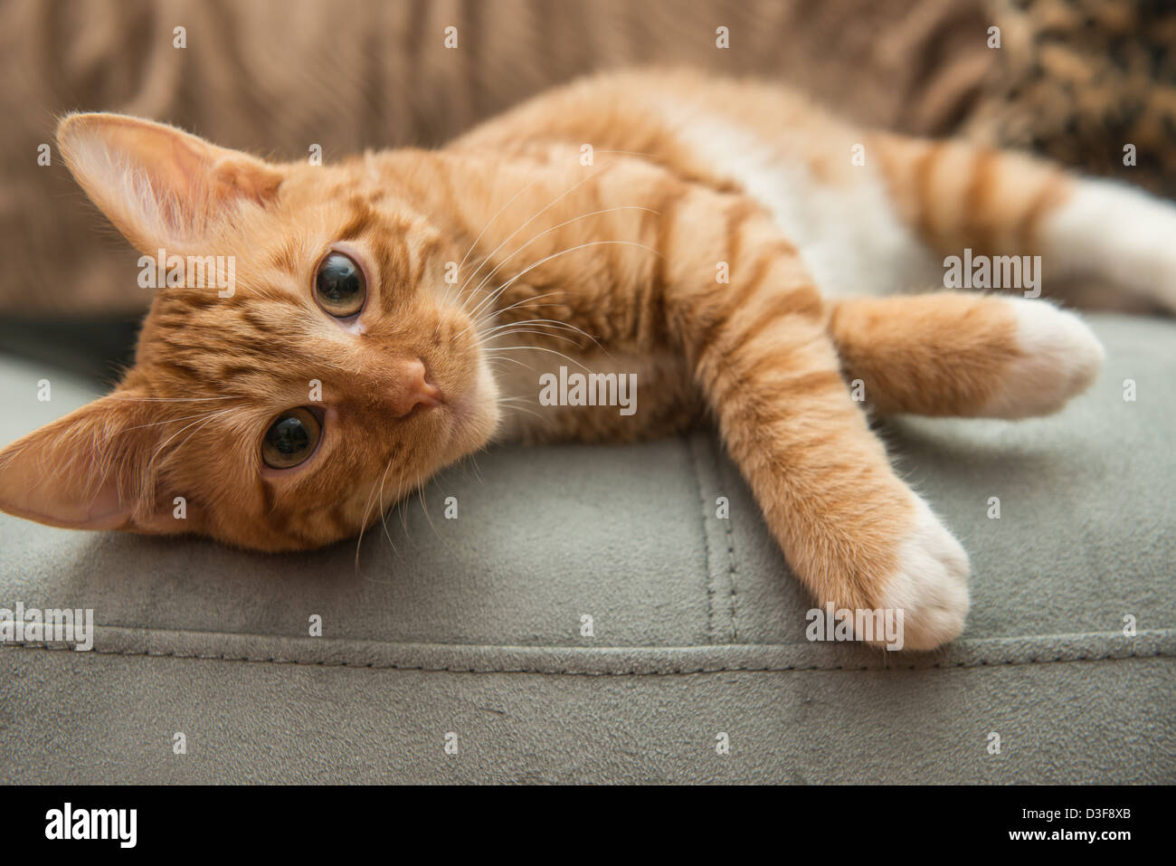 A closer look at Feline Fetal Development Video
