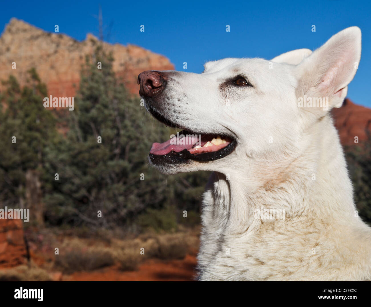 White German Shepherd in Sedona Stock Photo