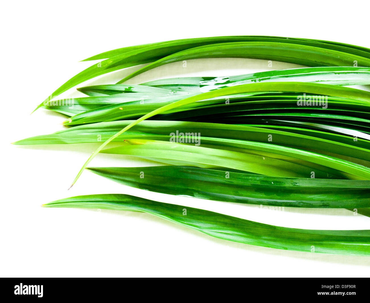 Fresh Pandan leaves Stock Photo Alamy