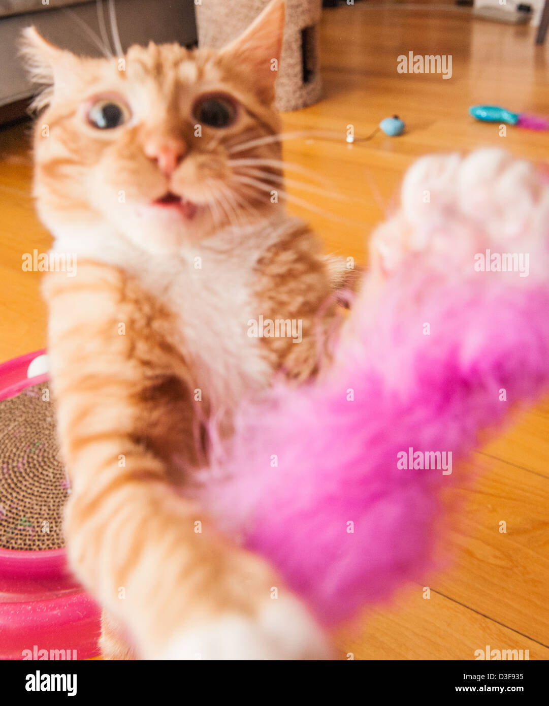 Four month old orange tabby cat playing with toy Stock Photo
