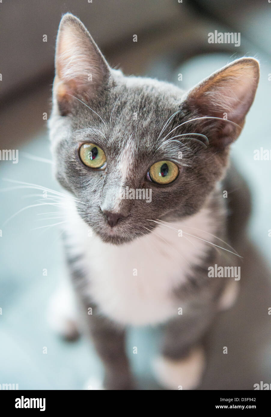 gray bicolor cat
