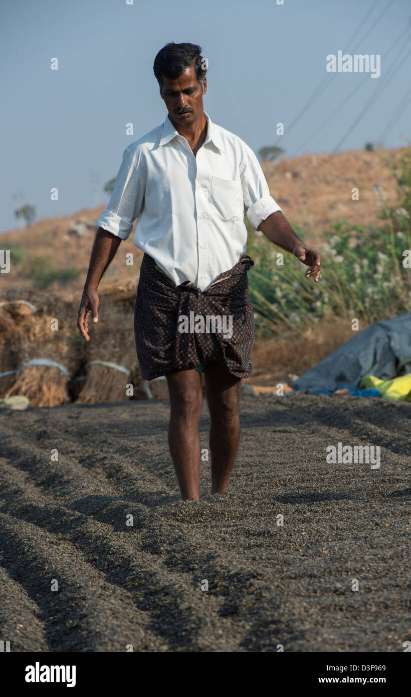 Indian farmer turning harvested sunflower seeds by walking through them whilst drying in the sun in the Indian countryside. Andhra Pradesh, India Stock Photo