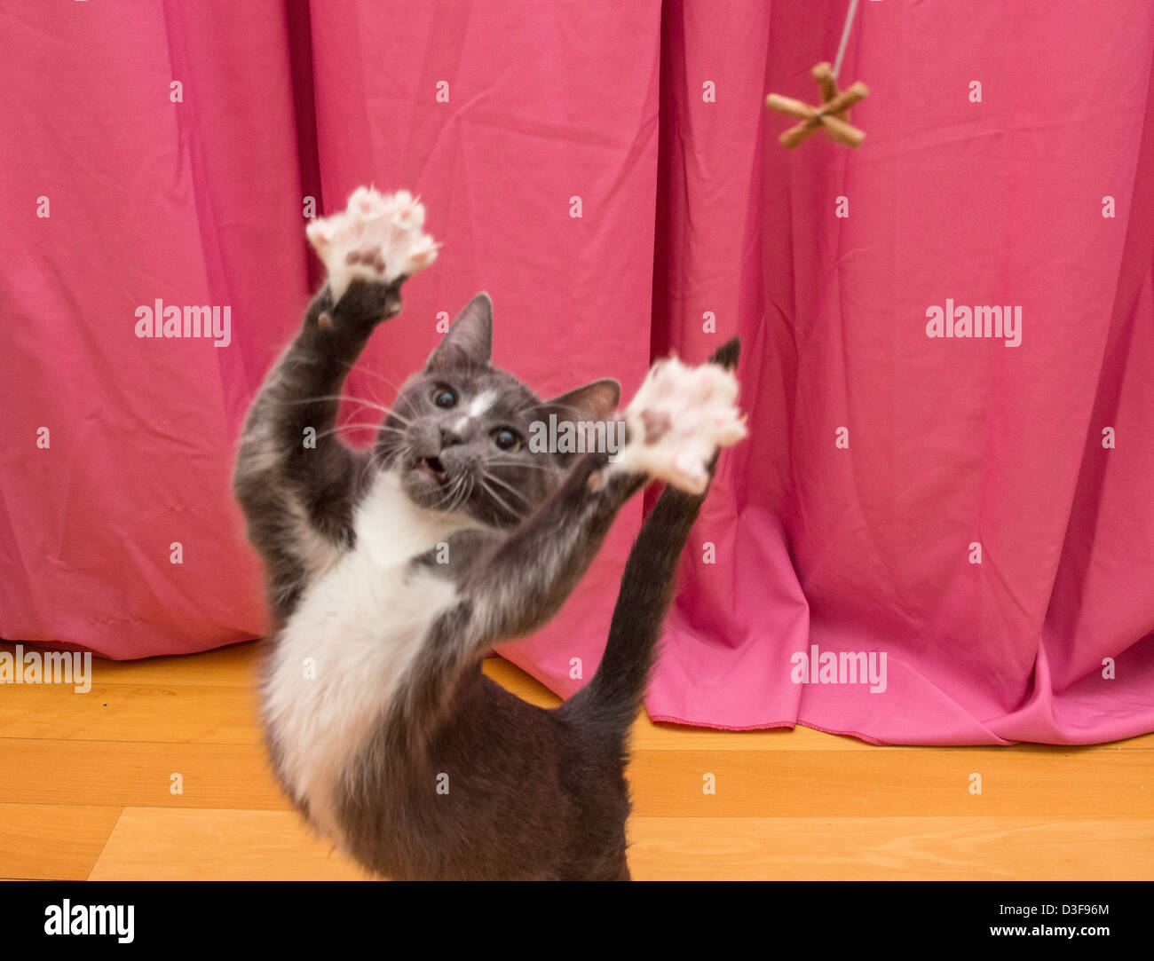 Young four month old gray and white tuxedo cat playing, paws extended to reach toy Stock Photo
