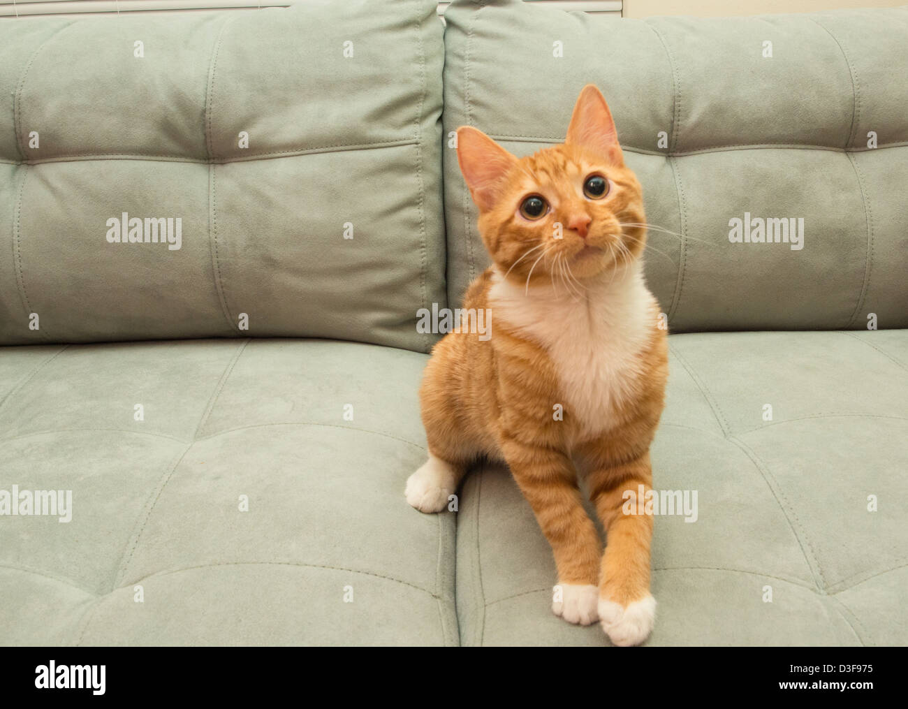Young four month old orange tabby cat sitting on couch, waiting to play Stock Photo
