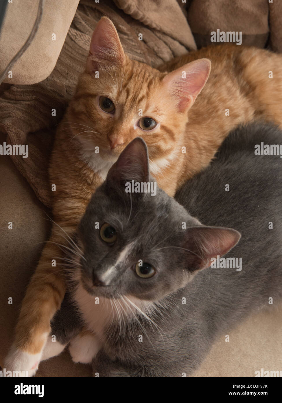 Two four month old kittens cuddling in a chair together Stock Photo