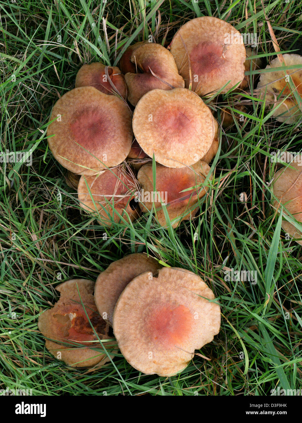Brick-Red Hypholoma Fungus or Brick Tuft Hypholoma, Hypholoma sublateritium, Strophariaceae. Mature Fruiting Bodies. Stock Photo