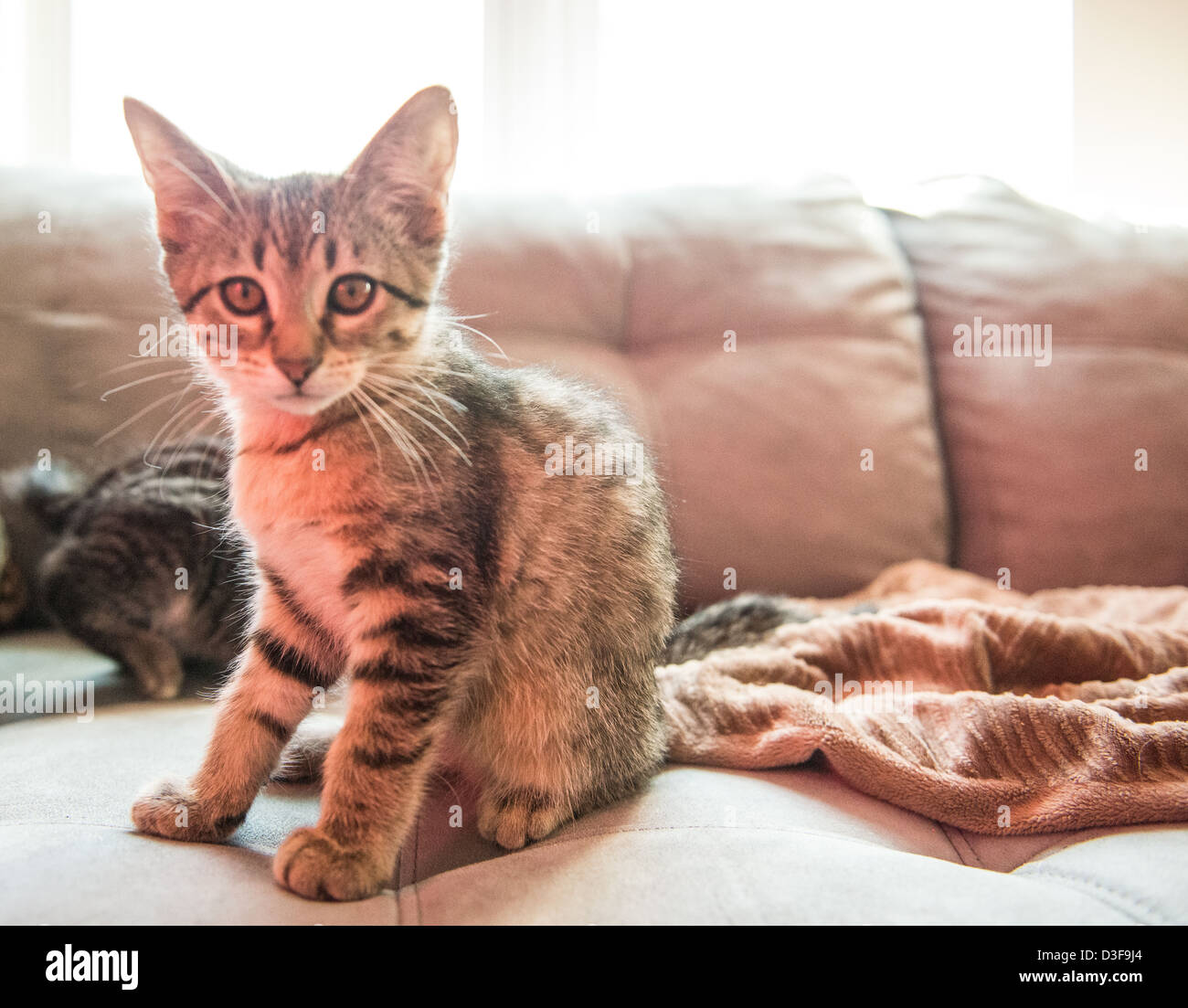 Female Tabby Striped Cat Sitting On A Couch Staring At Camera