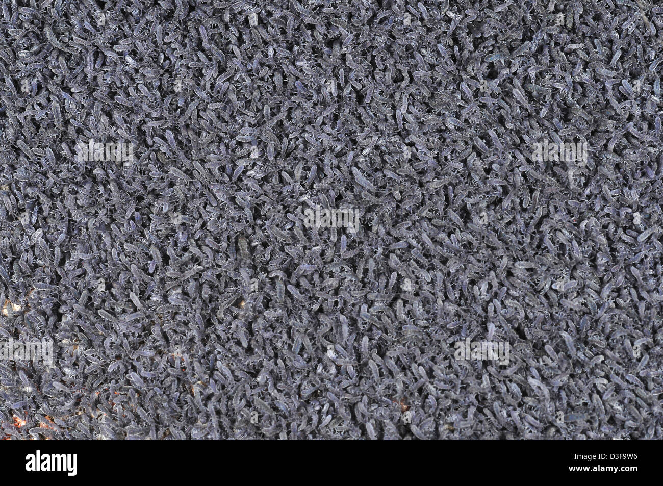 large cluster of springtails Stock Photo - Alamy