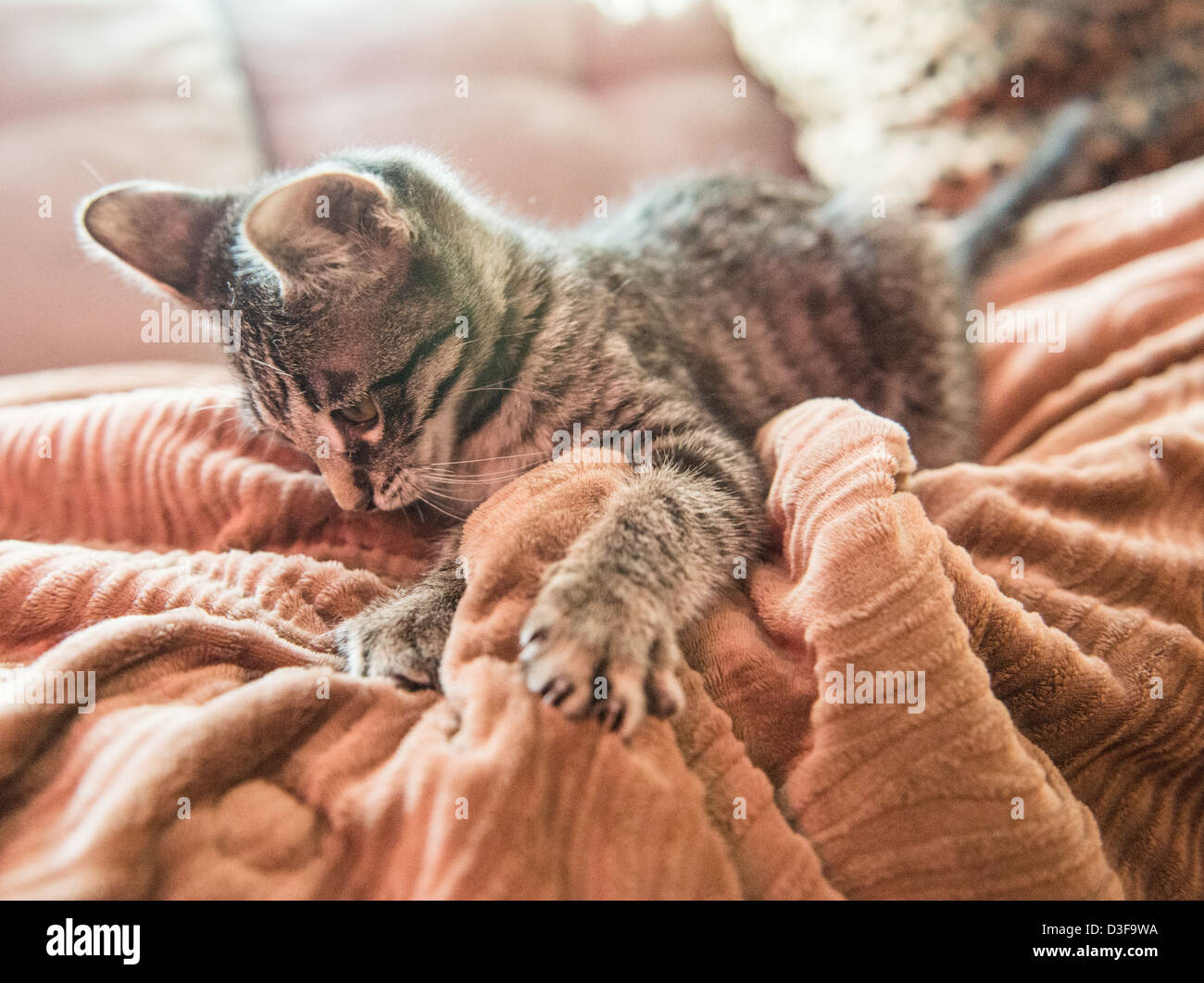 Three month old tabby striped female kitten playing with a blanket Stock Photo