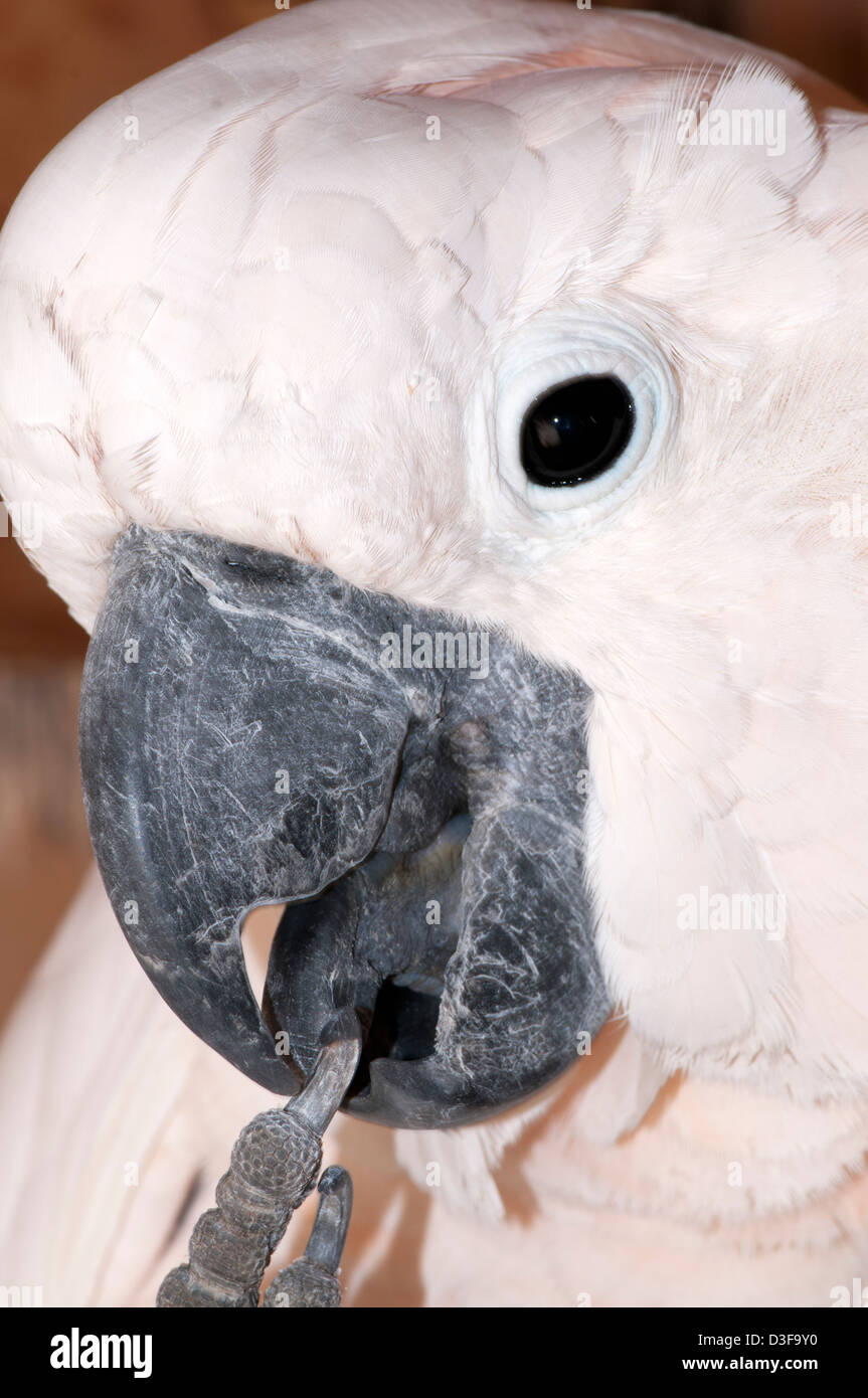 Cockatoo bird hi-res stock photography and images - Alamy