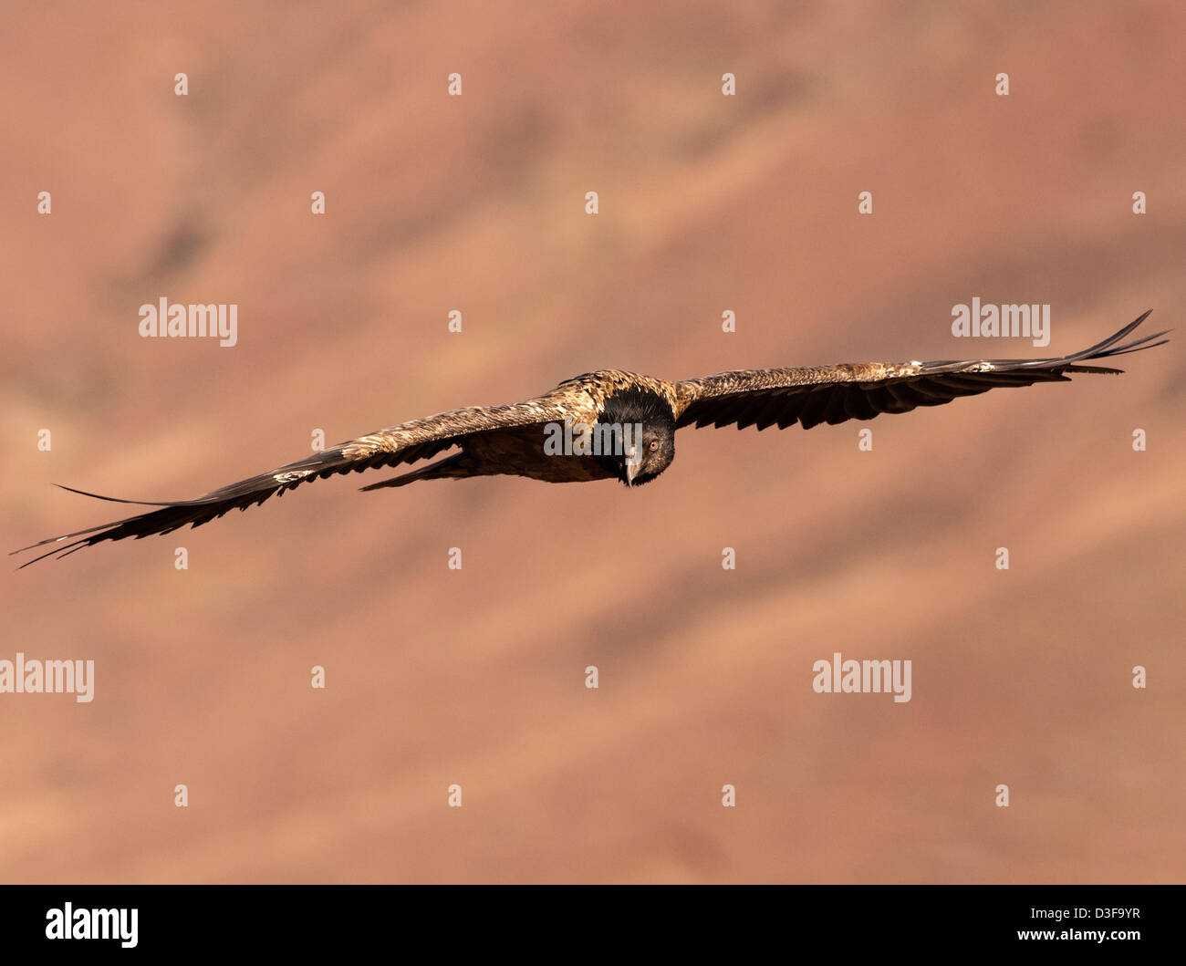 Bearded vulture in flight Stock Photo