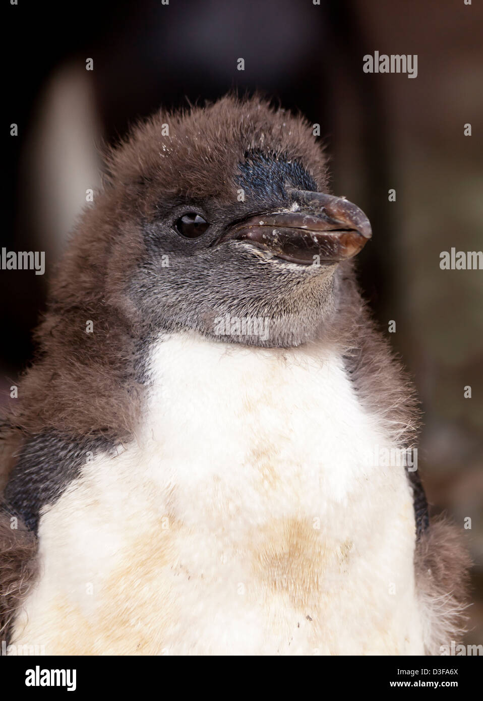 Rock hopper penguin chick. Stock Photo