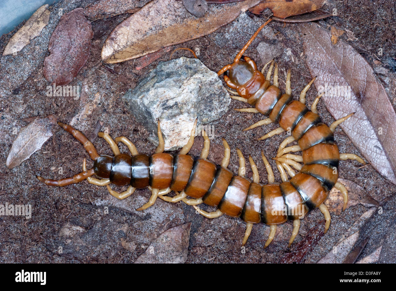 Scolopendra Centipede Hi Res Stock Photography And Images Alamy