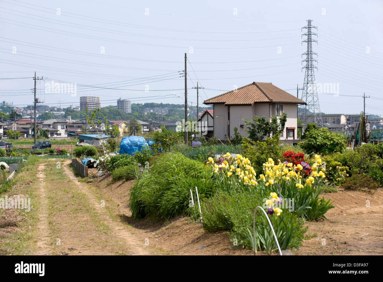 Vegetable and flower gardens contrast with hightension power lines in