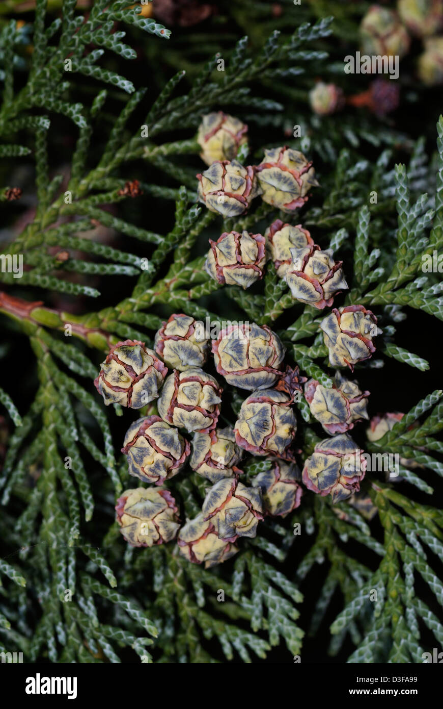 Cedar, Chamaecyparis, berries Stock Photo