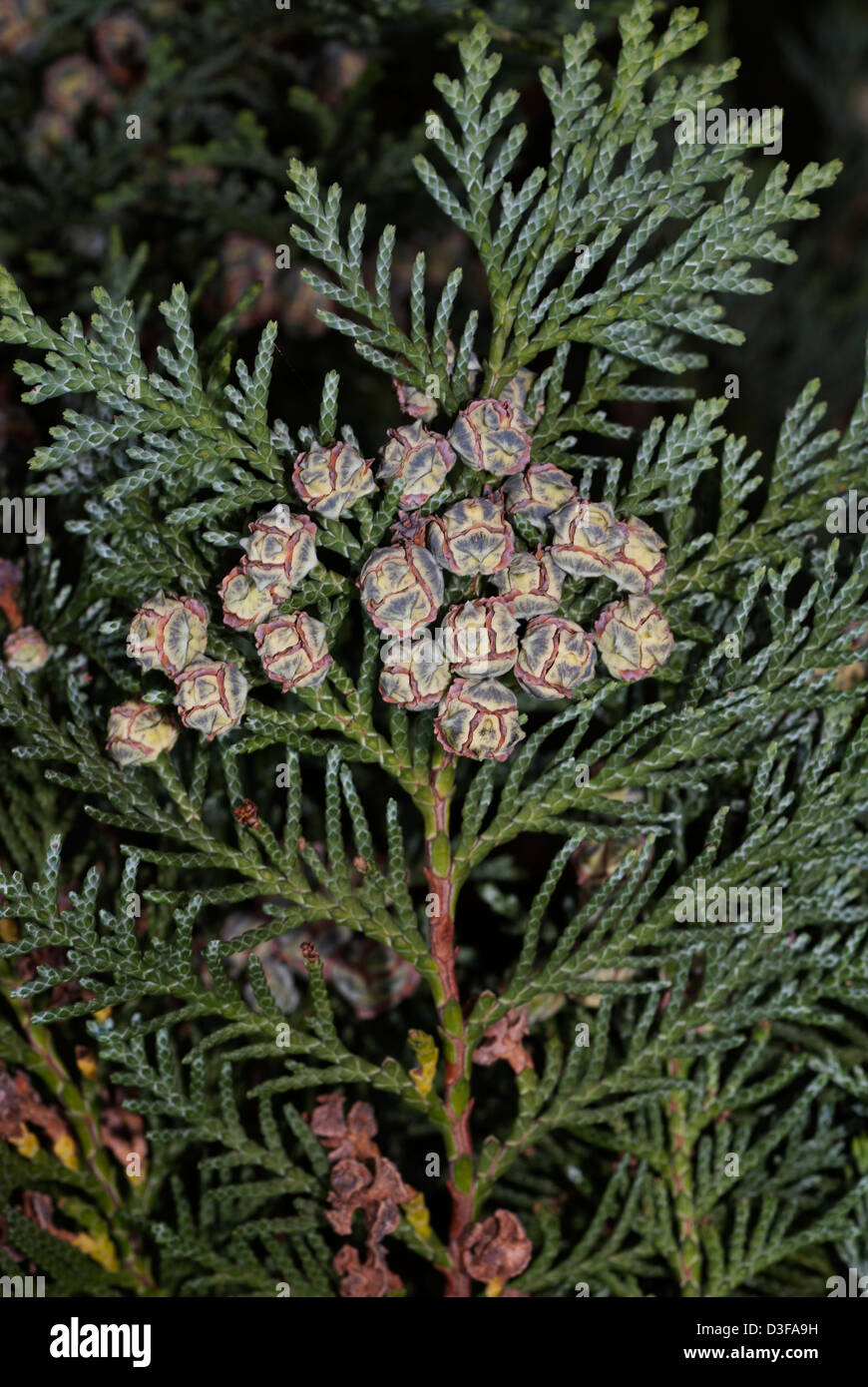 Cedar, Chamaecyparis, berries Stock Photo