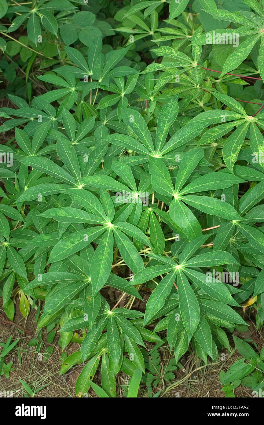 Cassava plants in Nigeria Stock Photo Alamy