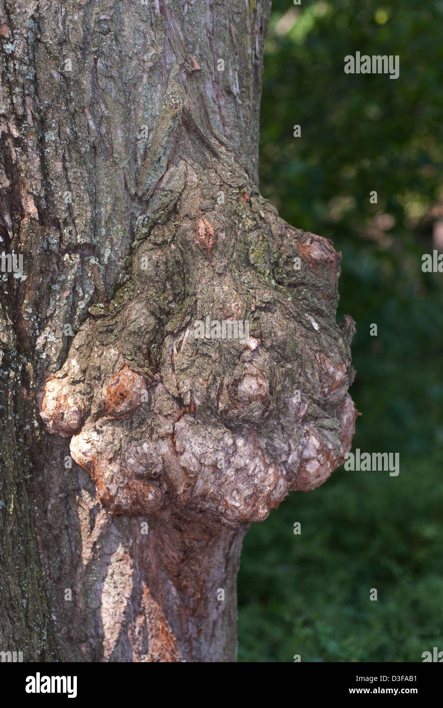 burl, or burr, growing on the trunk of a tree Stock Photo