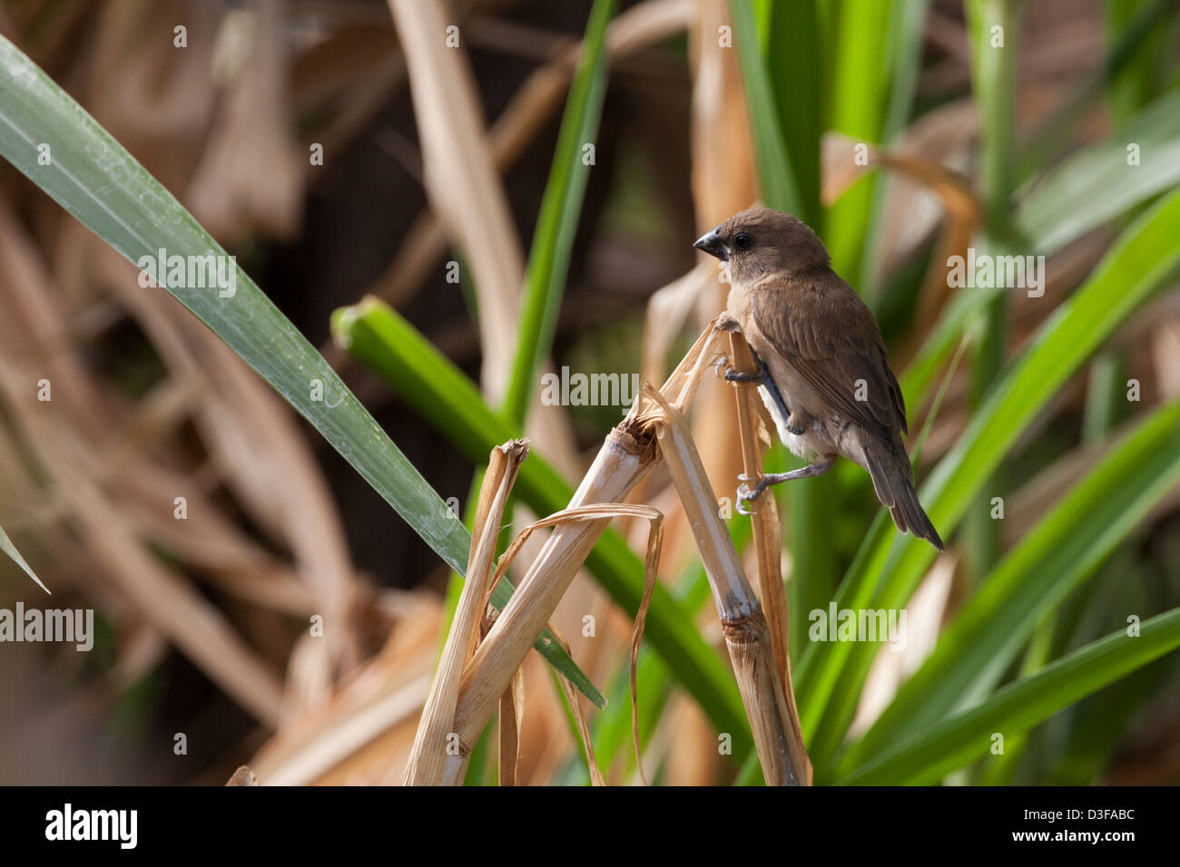 Nutmeg Mannikin (Lonchura punctulata nisoria), juvenile foraging at the