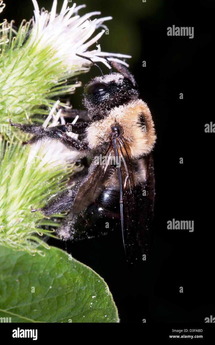 bumblebee covered with pollen during foraging Stock Photo - Alamy