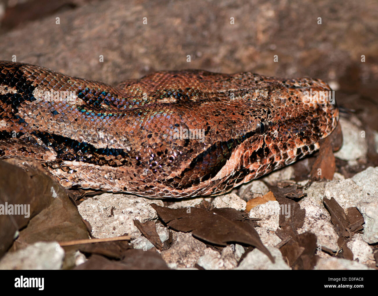 head of a boa constrictor Stock Photo