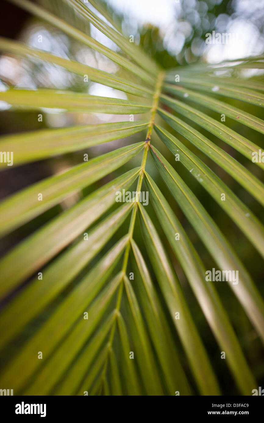 Palm frond on grounds at the Mimpi Resort Tulamben in Bali, Indonesia Stock Photo