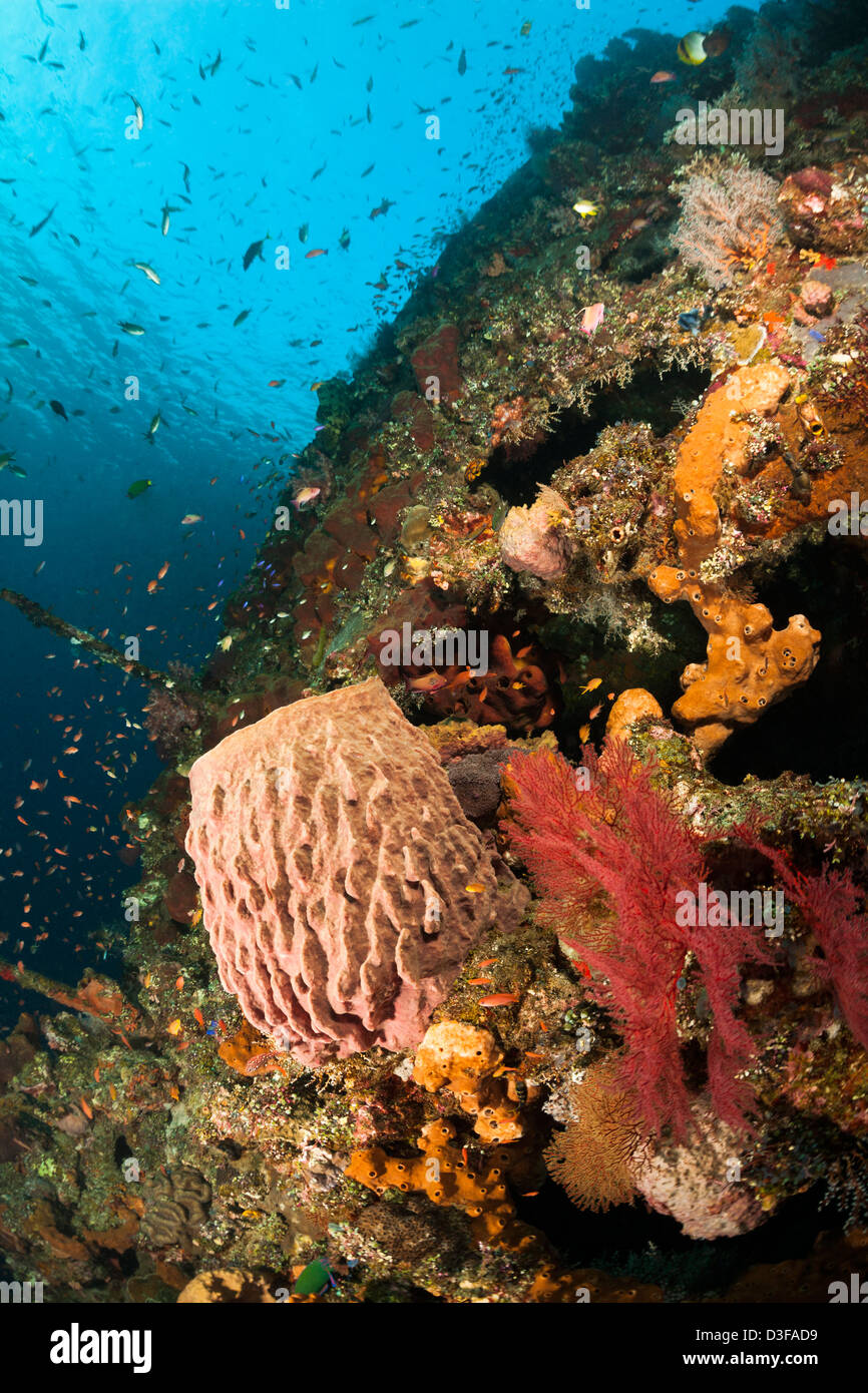 Barrel sponge and other corals and sponges on the Liberty Wreck in Bali, Indonesia. Stock Photo