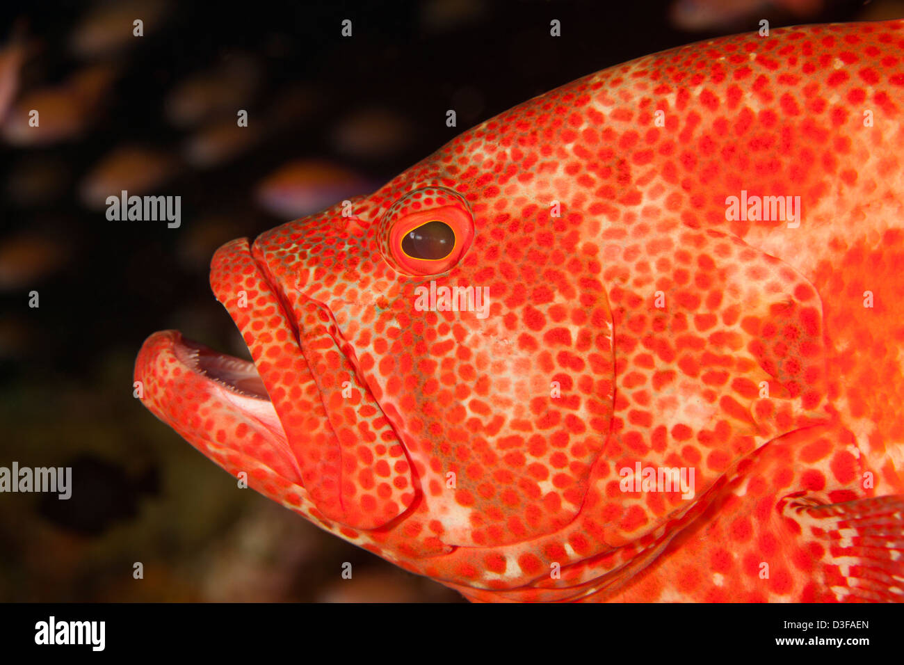 Tomato Grouper (Cephalopholis sonnerati) on a tropical coral reef in Bali, Indonesia. Stock Photo