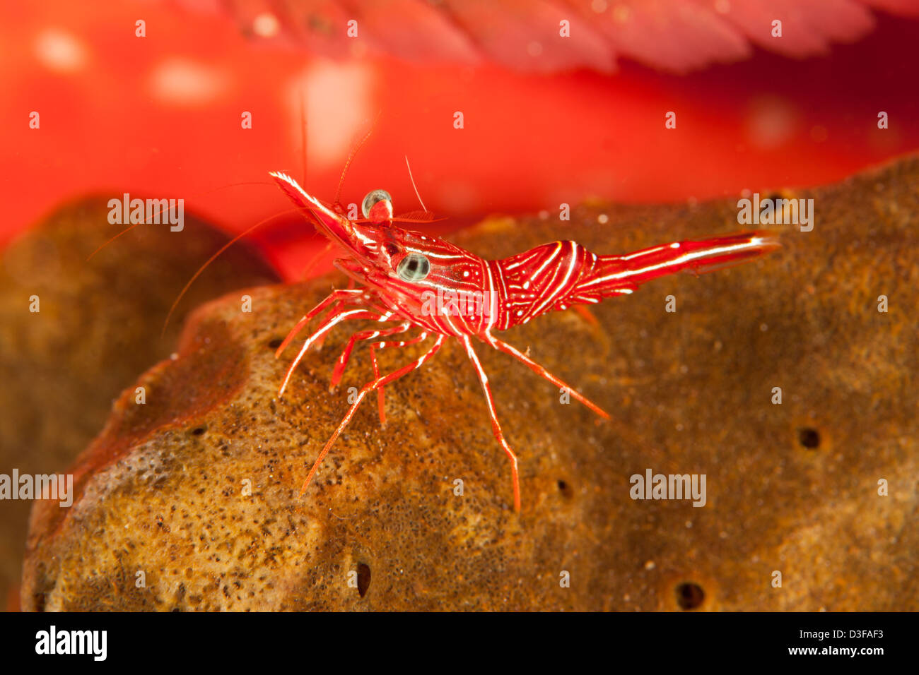 Dancing Shrimp (Rhynchocinetes durbanensis) on a tropical coral reef in Bali, Indonesia. Stock Photo
