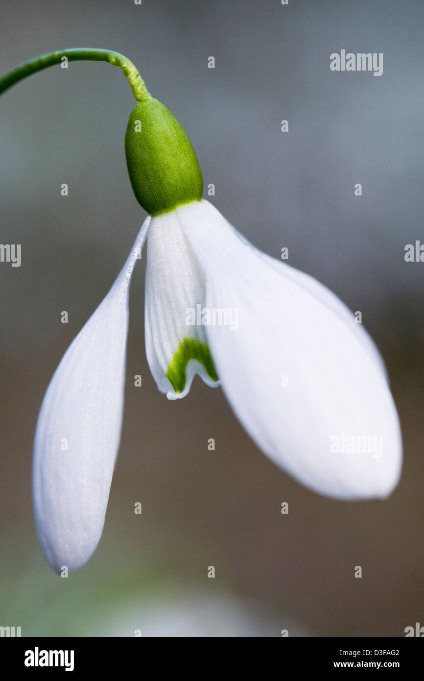 Galanthus regina olgae vernalis. Close up of a single snowdrop in the garden. Stock Photo