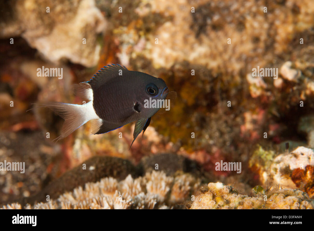Bicolor Chromis (Chromis margaritifer) on a tropical coral reef in Bali, Indonesia. Stock Photo