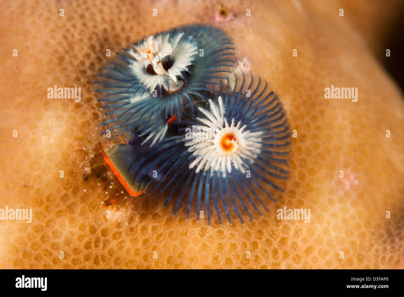 Christmas Tree Worm (Spirobranchus giganteus) on a tropical coral reef