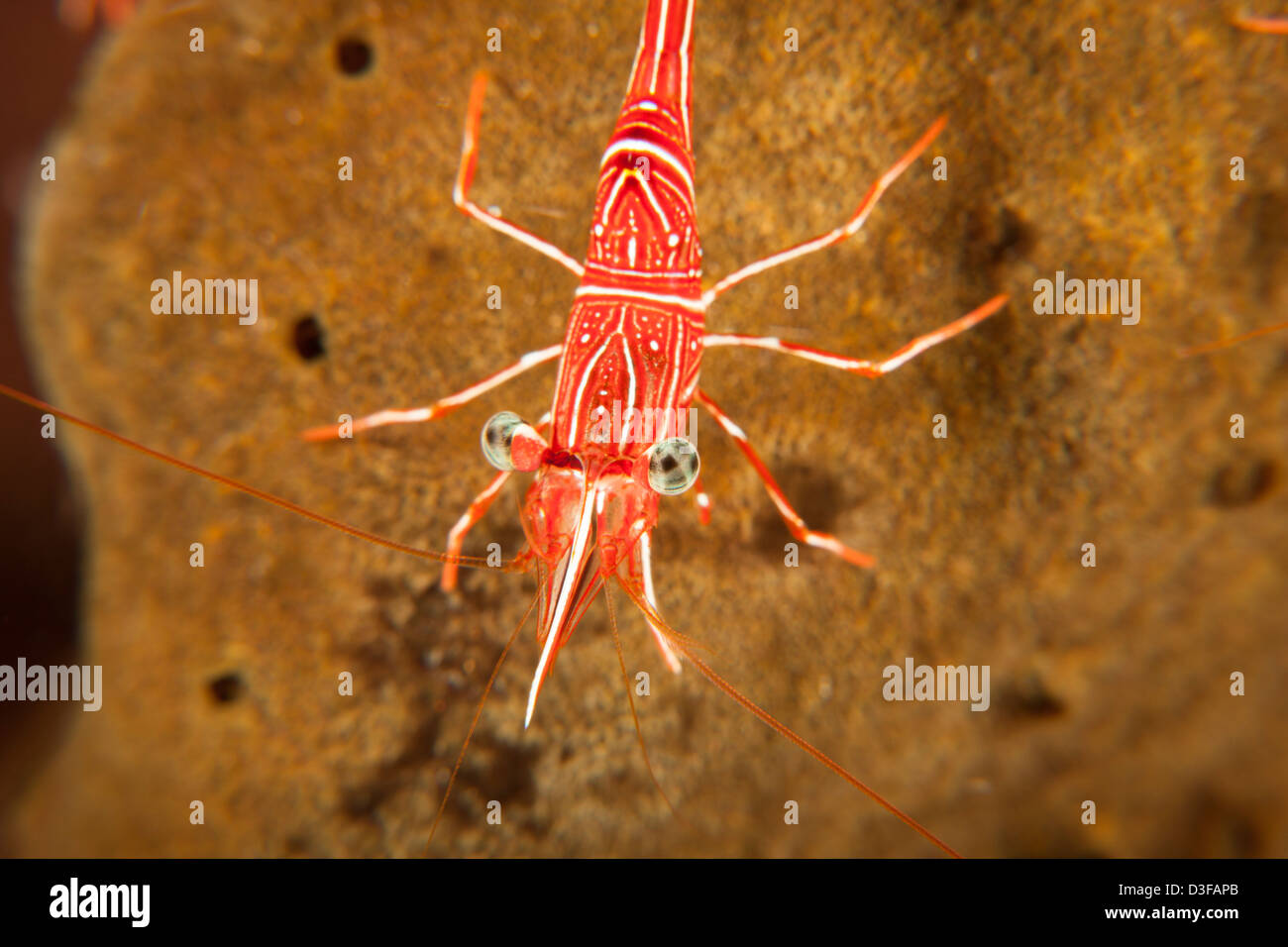 Dancing Shrimp (Rhynchocinetes durbanensis) on a tropical coral reef in Bali, Indonesia. Stock Photo