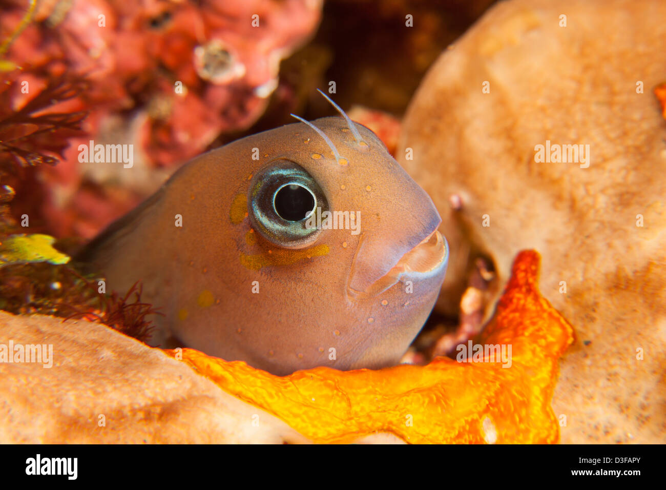 Bicolor Blenny (Ecsenius bicolor) peeking from hole in a tropical coral reef in Bali, Indonesia. Stock Photo