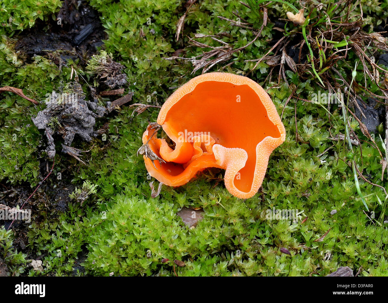 An Orange Cup Fungus, Neottiella rutilans (Octospora rutilans), Pyronemataceae, Pezizales, Pezizomycetes. Syn. Humaria rutilans. Stock Photo