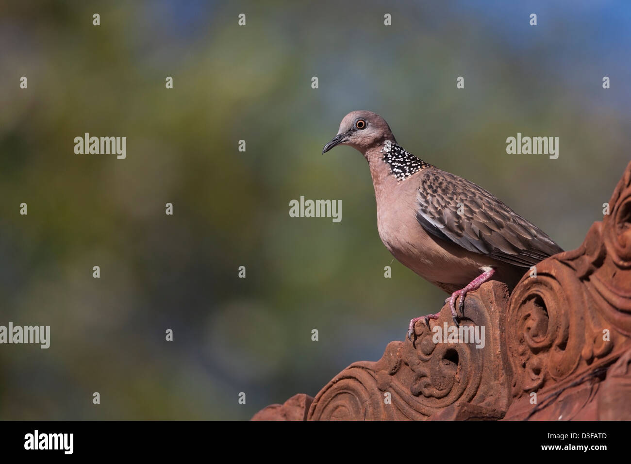 The bali dove hi-res stock photography and images - Alamy