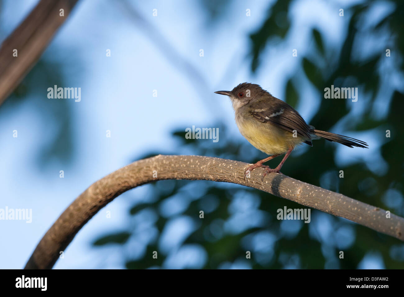 Prinia familiaris hi-res stock photography and images - Alamy