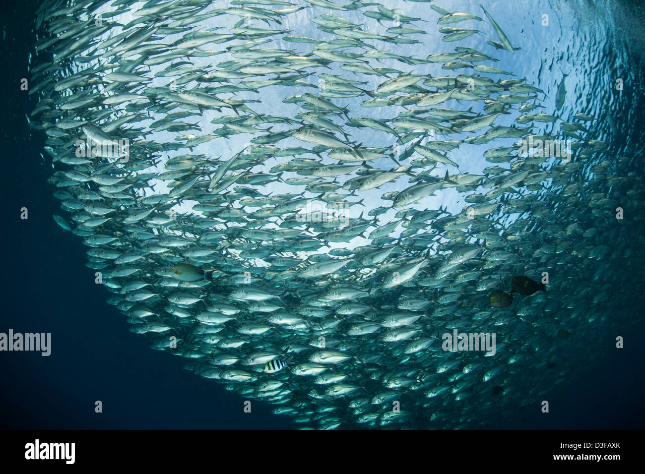 Bait ball of sardines and Mackerel in Magadalena Bay, Baja California Sur,  Mexico Stock Photo - Alamy
