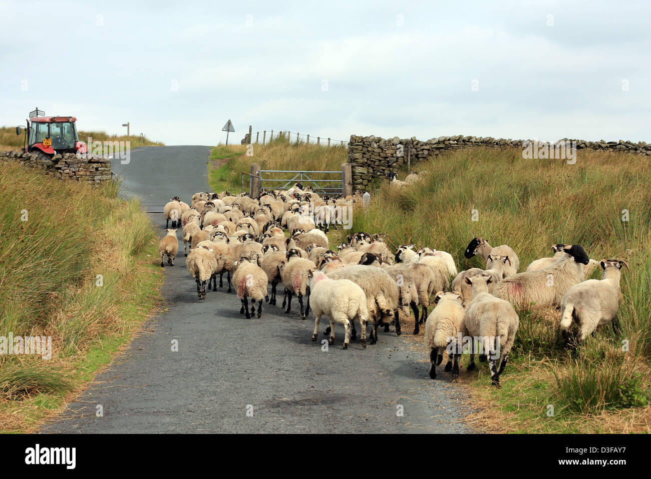 Sheep walking up a road in the Scottish Highlands Stock Photo Alamy