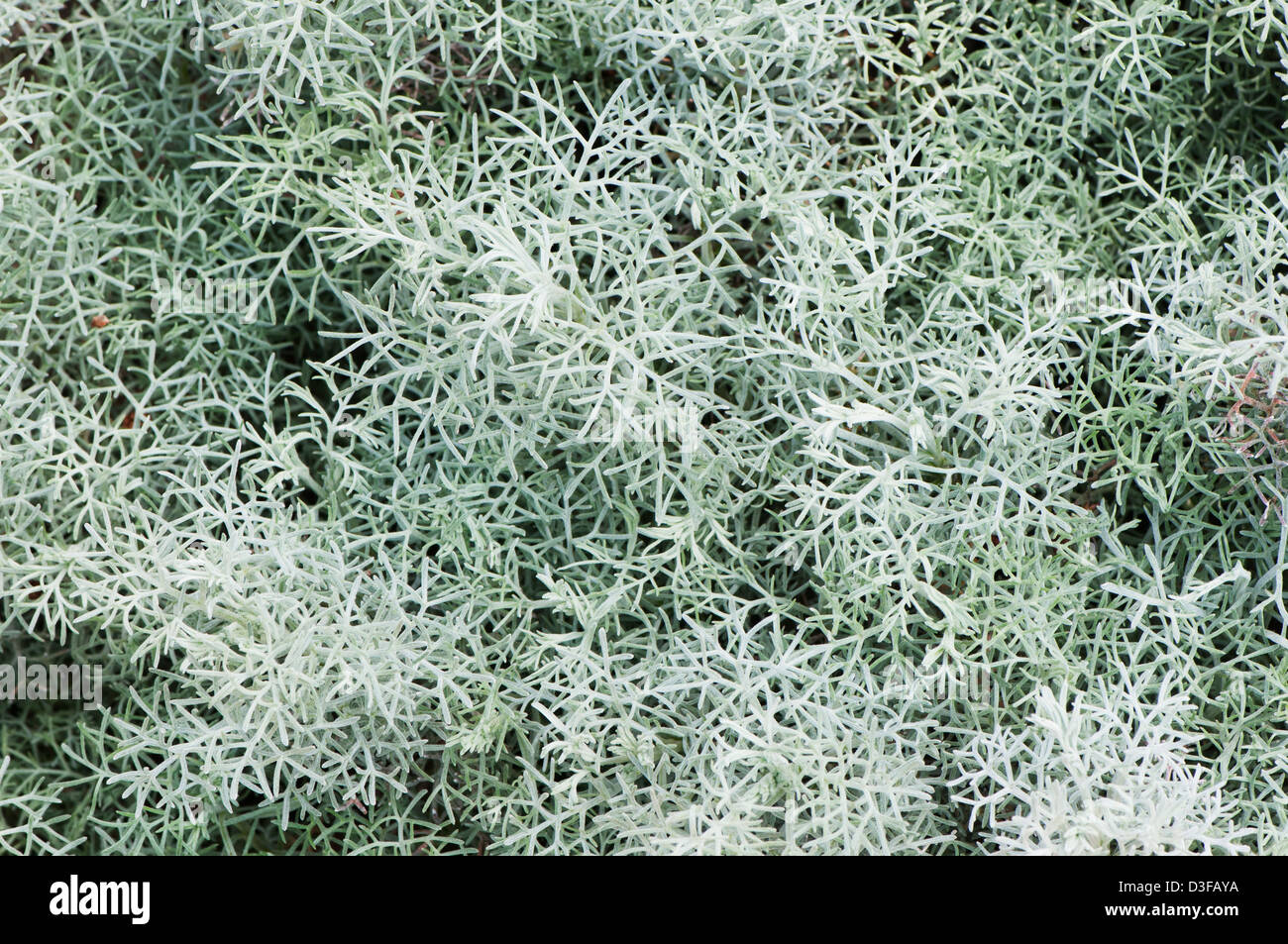 Curlicue wormwood, Artemesia hybrid, Seafoam cultivar Stock Photo