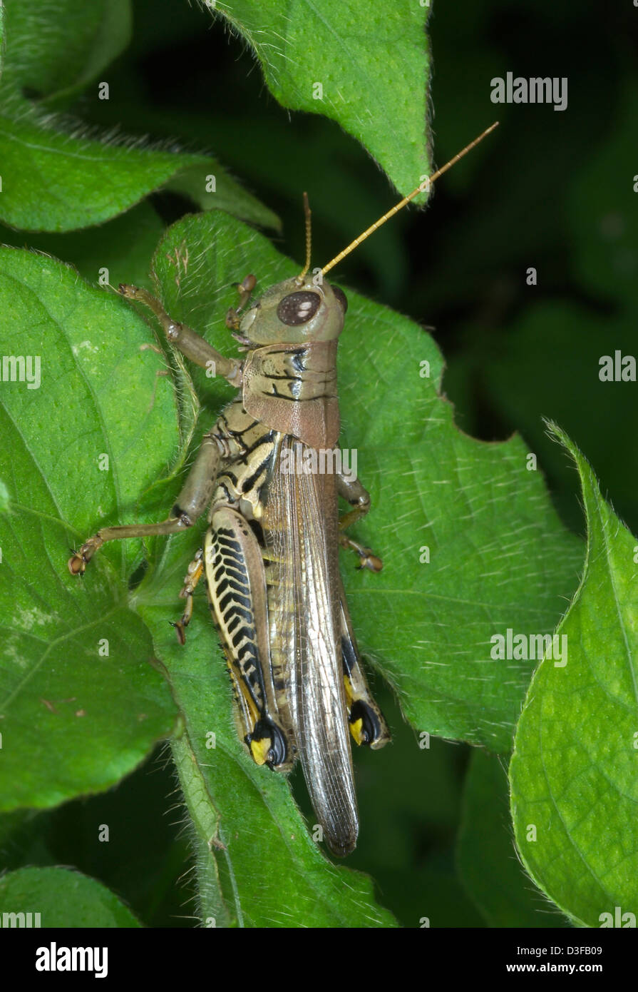Differential grasshopper, Melanoplus differentialis Stock Photo