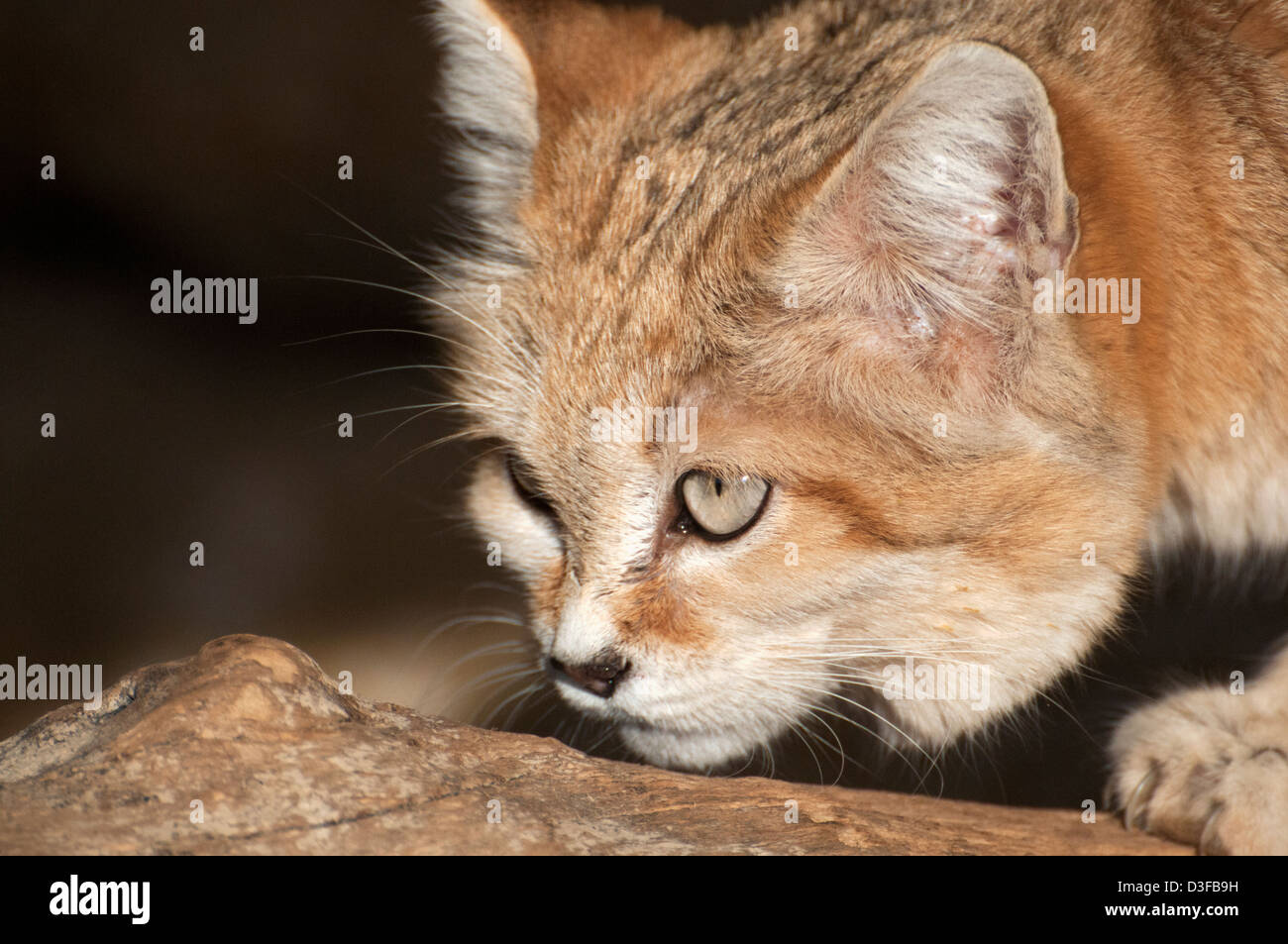 Male Arabian sand cat (closeup Stock Photo Alamy