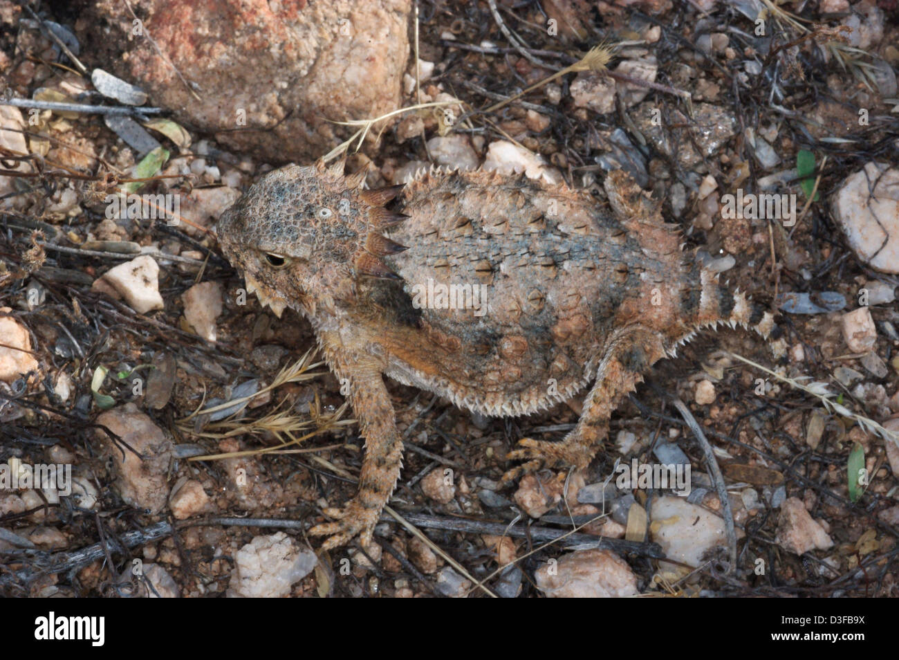 Horned toad lizard hi-res stock photography and images - Alamy