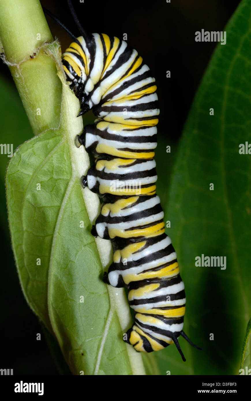 monarch butterfly caterpillar Stock Photo - Alamy
