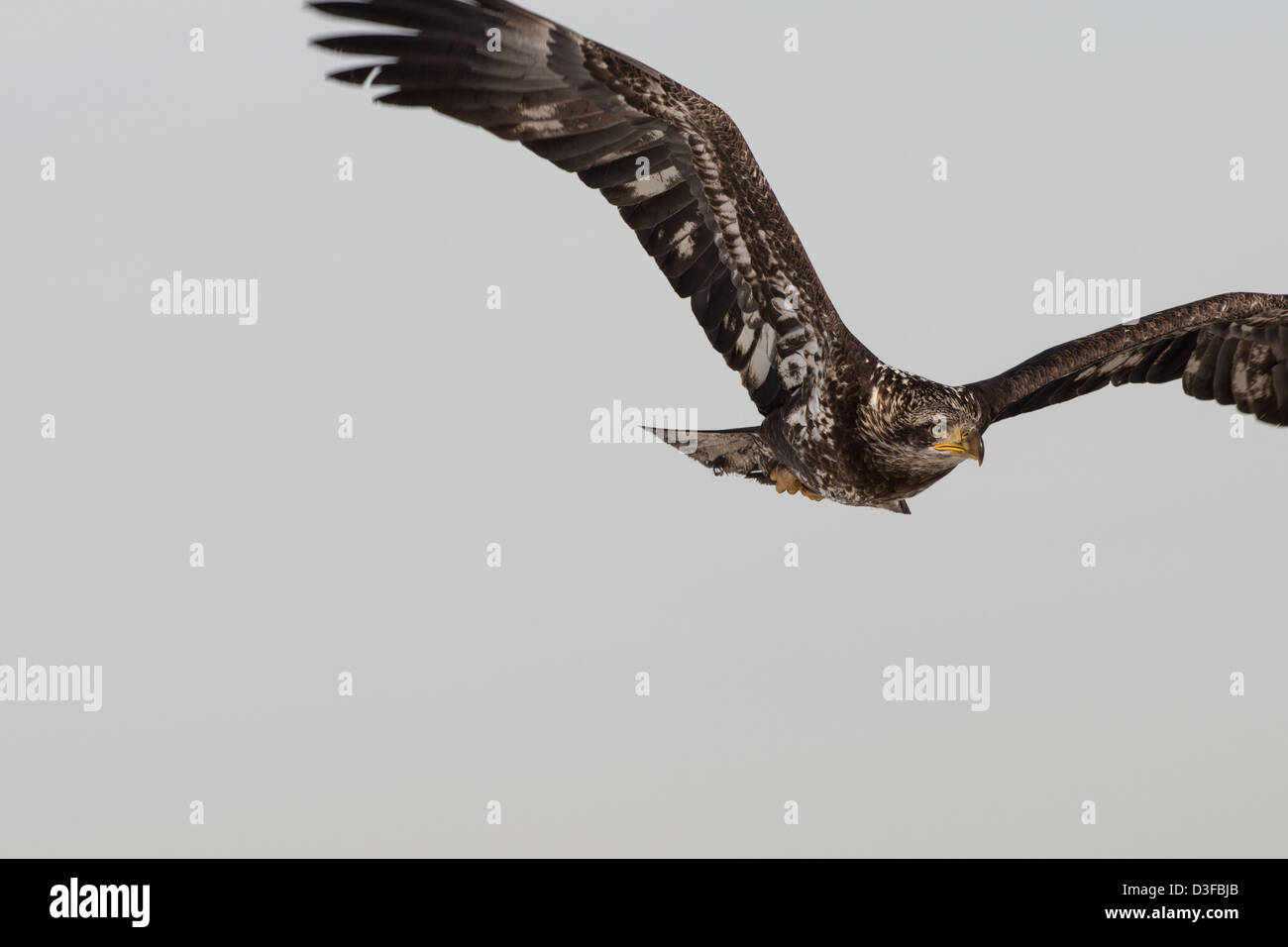 Stock photo of a juvenile bald eagle in flight Stock Photo - Alamy