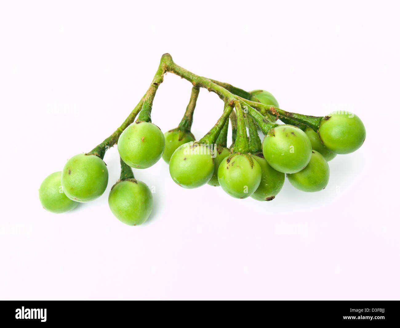 Pea Eggplant, Solanum torvum , isolated on white background Stock Photo