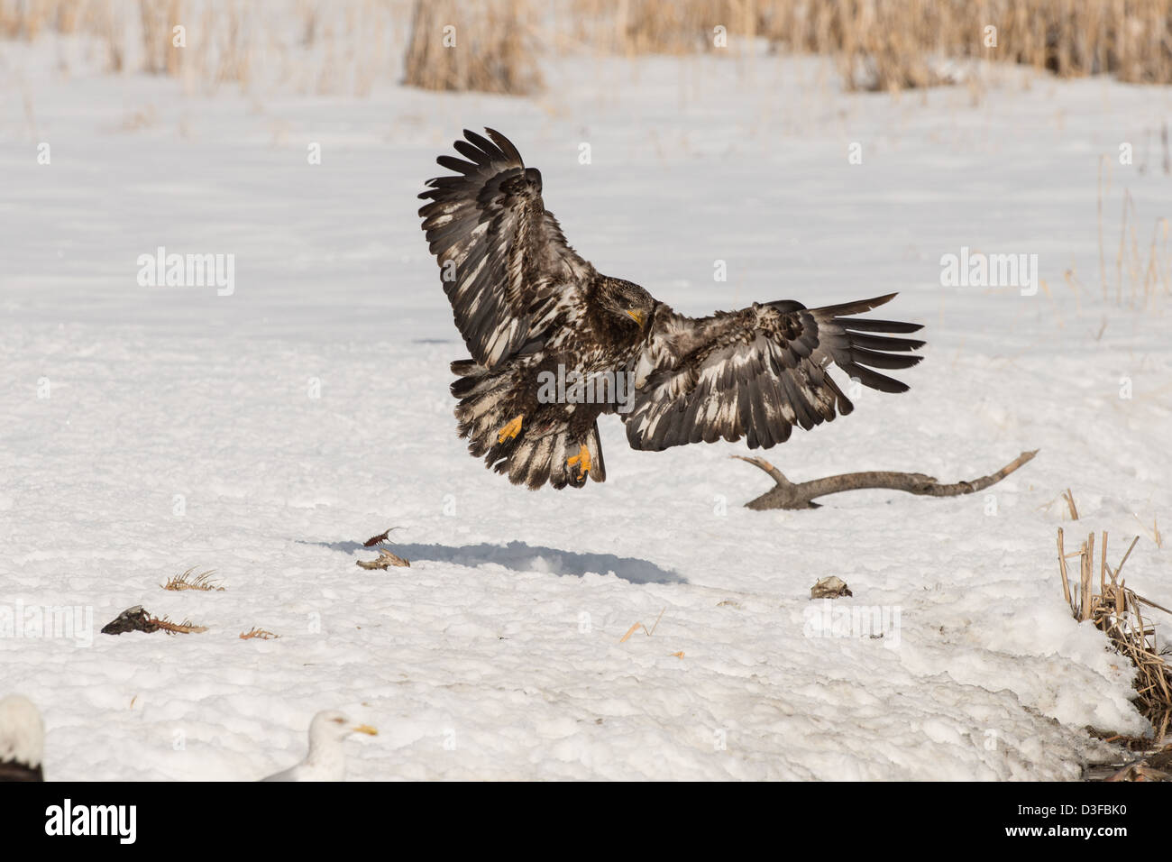 Stock photo of a juvenile bald eagle landing on snow. Stock Photo